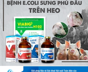 benh-ecoli-sung-phu-dau-tren-heo-hiem-hoa-am-tham-de-doa-hieu-qua-chan-nuoi