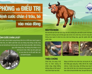 phong-va-dieu-tri-benh-cuoc-chan-tren-trau-bo-vao-mua-dong