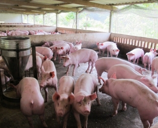 tong-hop-kien-thuc-chan-nuoi-lon-tu-co-ban-den-nang-cao