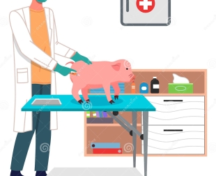 phac-do-tri-tieu-chay-heo-con-theo-tung-giai-doan-benh